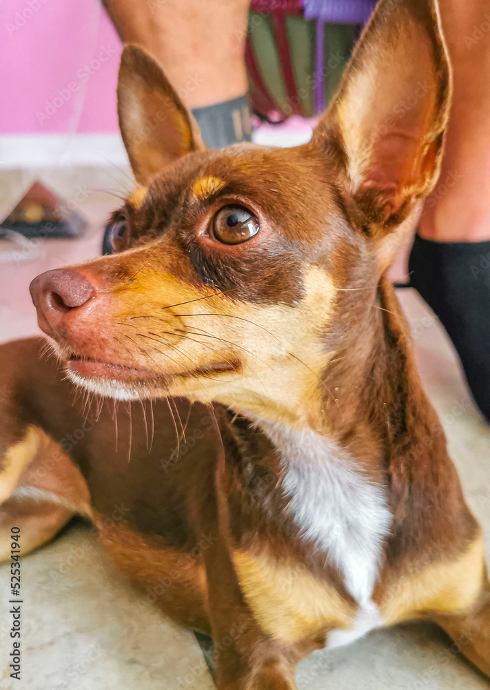 Russian toy terrier dog portrait looking lovely and cute Mexico.