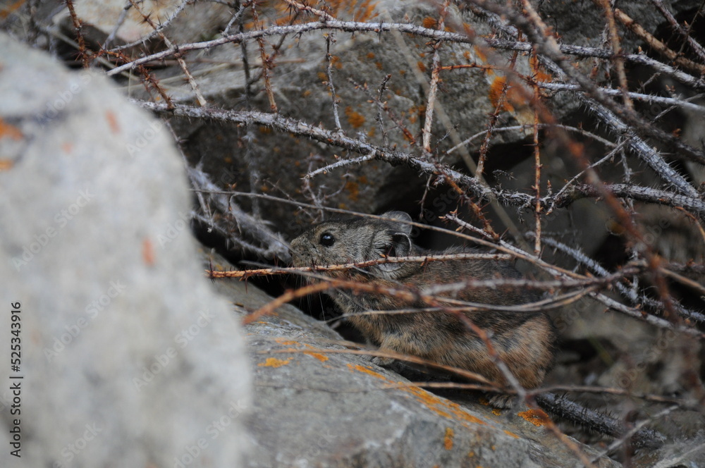 Close-up of small mountain-dwelling mammal pika Close-up of small mountain-dwelling mammal pika