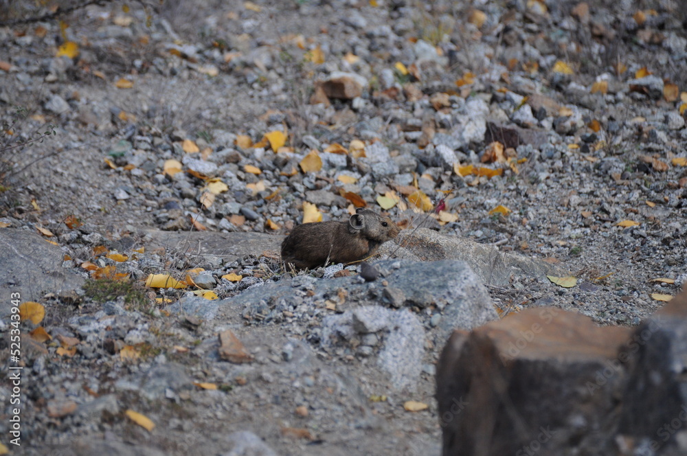 View of small mountain-dwelling mammal pika View of small mountain-dwelling mammal pika