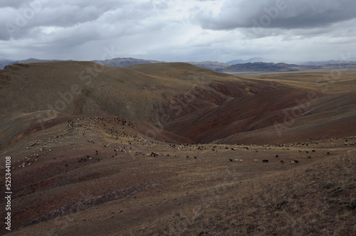 Panorama with herd of sheep grazing on mountain slopes of Altai, Russia