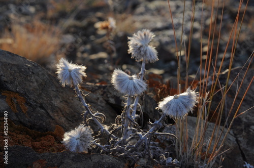 Great globe-thistle beautiful flowers growing in Altai