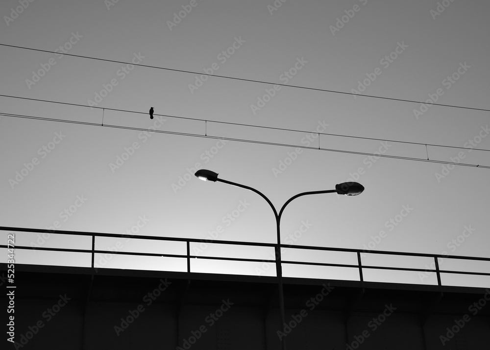 samotny ptak siedzący obok latani w wieczornym słońcu - obrazy, fototapety, plakaty 