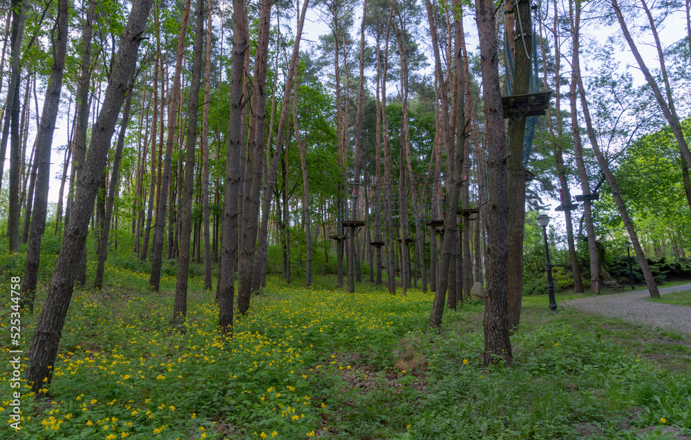 a rope park in the middle of a pine forest, ropes stretch high between trees with fixed wooden bars of various designs in the photo, a beautiful green forest in the summer warm season a rope park in the middle of a pine forest, ropes stretch high between trees with fixed wooden bars of various designs in the photo, a beautiful green forest in the summer warm season