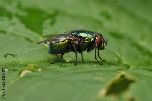 fly on leaf © ukasz