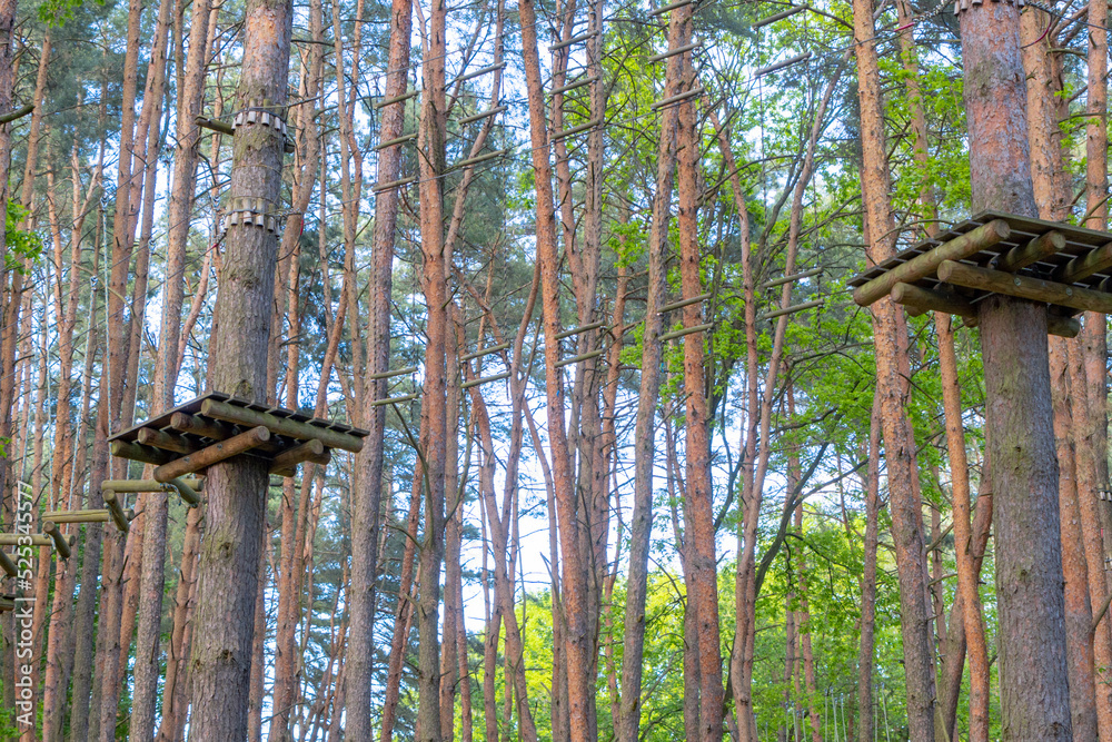 a rope park in the middle of a pine forest, ropes stretch high between ...