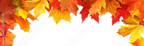 Fotografie, Obraz Colorful maple leaves close-up isolated on white background