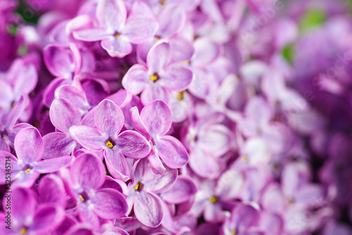 Beautiful lilac flowers bunch background