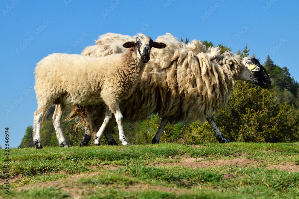 Obraz premium A lamb with its mother mountain sheep of the Rava breed, in a mountain pasture