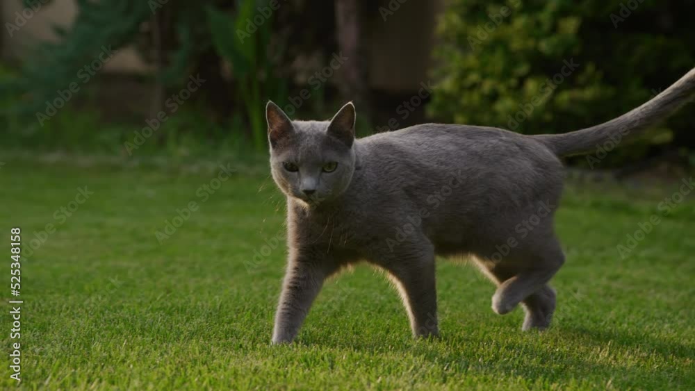 Close up of a grey domestic purebred cat walking on the green grass lawn in the garden in sunset
