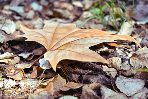 Hojas secas caidas de los árboles por el otoño