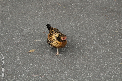 hen at the street