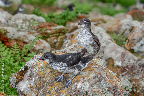 Least Auklets (Aethia pusilla) at colony in St. George Island, Pribilof Islands, Alaska, USA