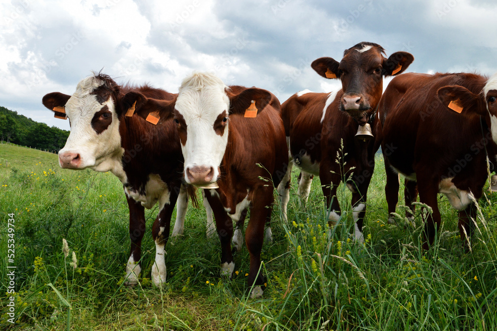 A Abondance calf in a herd of cows in the green mountain pasture.