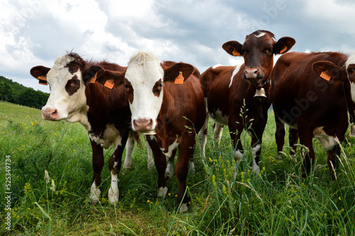 A Abondance calf in a herd of cows in the green mountain pasture.