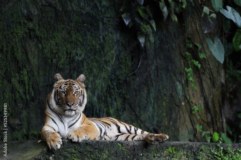 Fototapeta premium Close up Indochinese tiger is beautiful animal and dangerous in forest