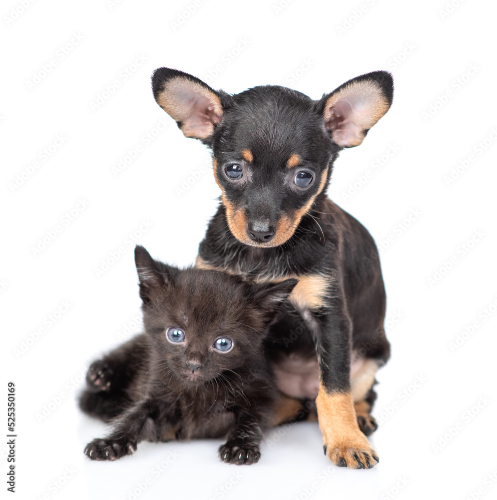 Cute Toy terrier puppy hugs tiny black kitten. isolated on white background