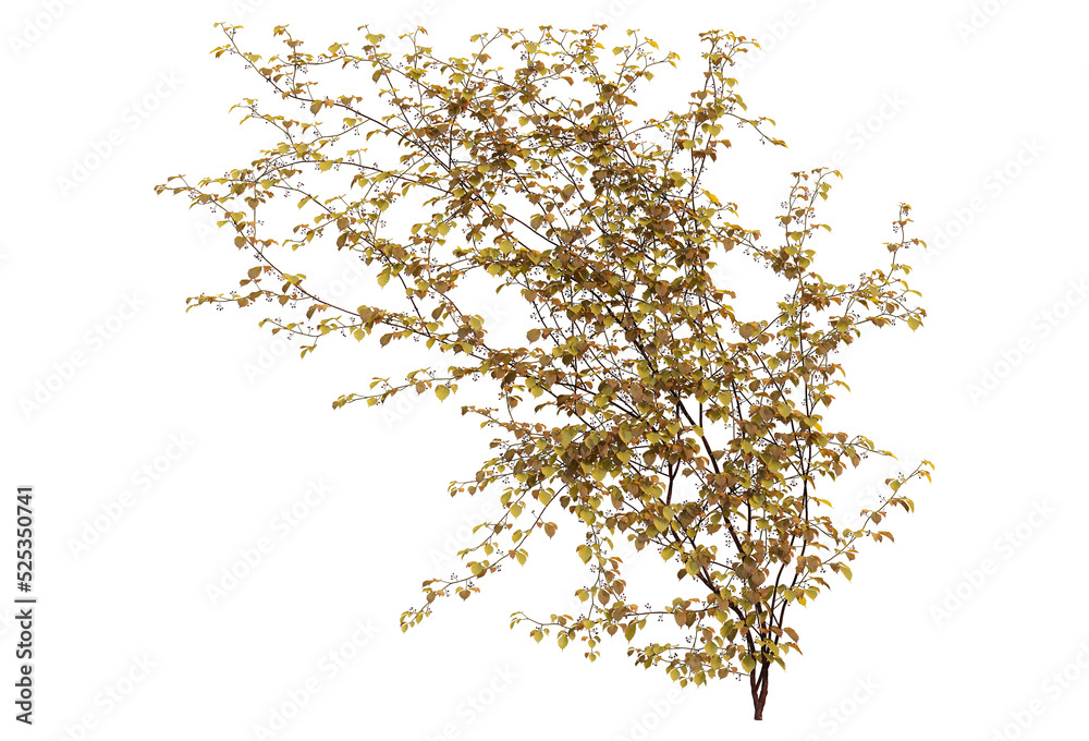 Ivy on a transparent background
Ivy on a transparent background