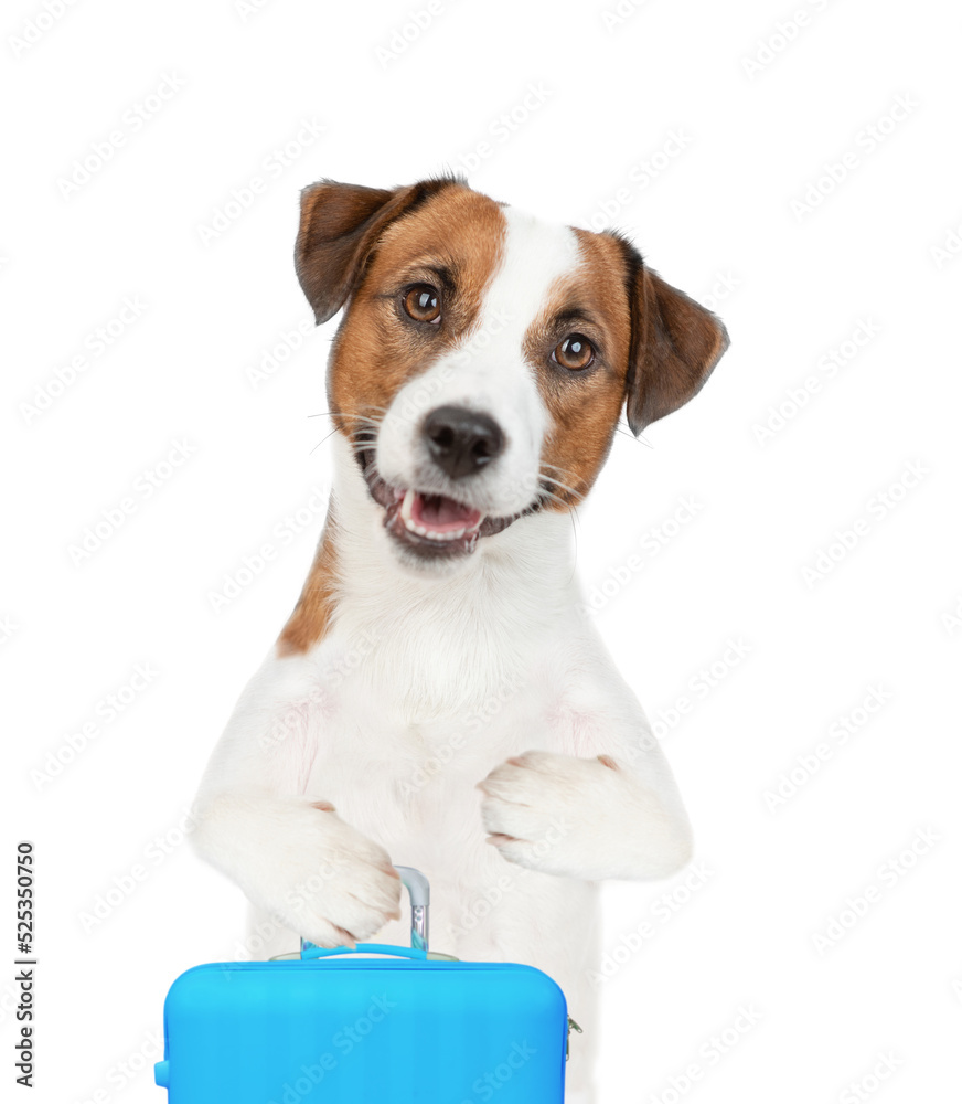 jack russell terrier puppy holds suitcase. isolated on white background