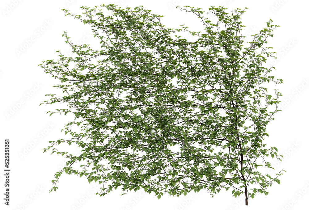 Fototapeta premium Ivy on a transparent background 