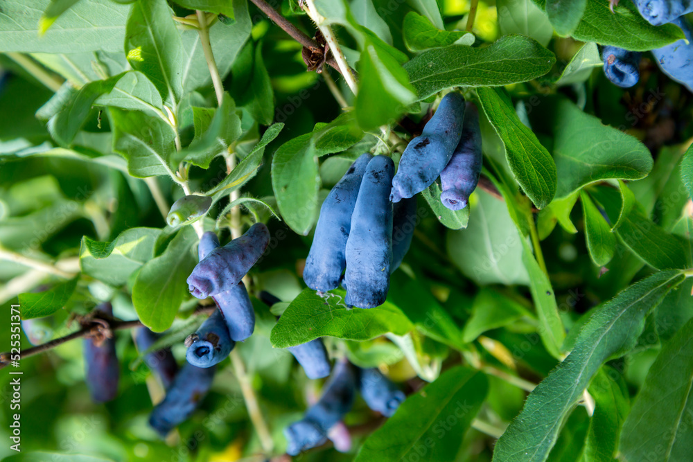 Honeysuckle branch with blue ripe berries. Honeysuckle branch with blue ripe berries.