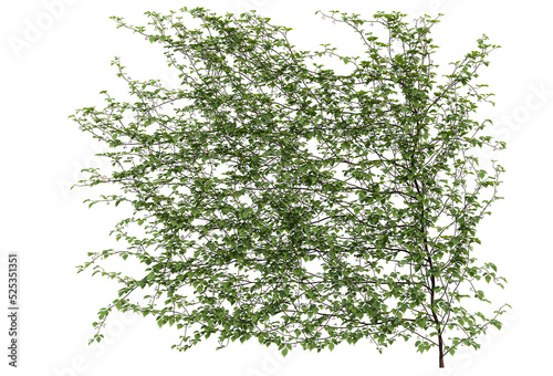 Ivy on a transparent background 