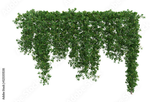 Canvas Print Ivy on a transparent background