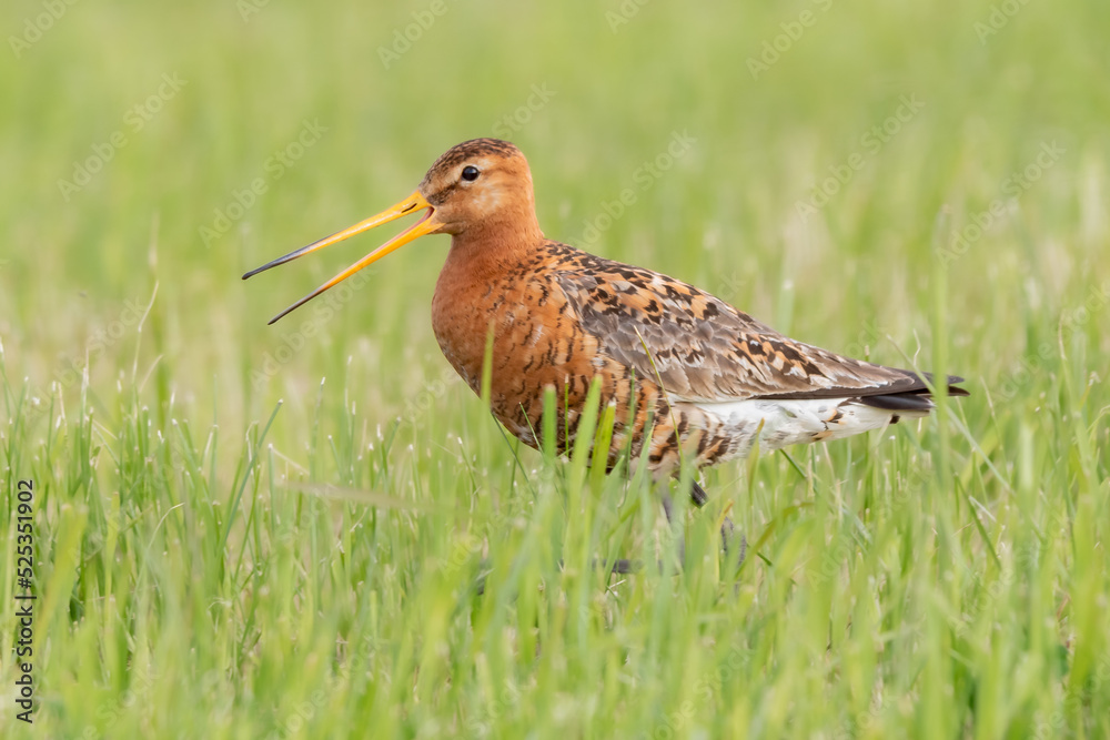 Obraz premium Black tailed Godwit, Iceland.