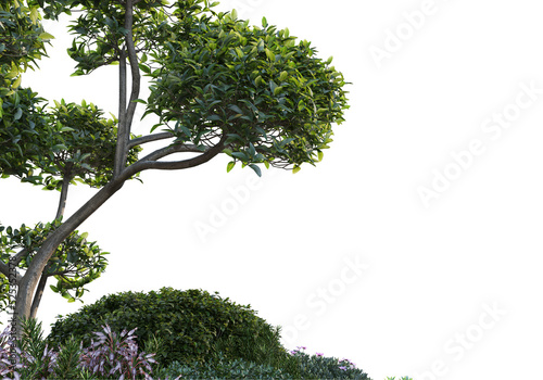 Shrubs and flower on a transparent background 