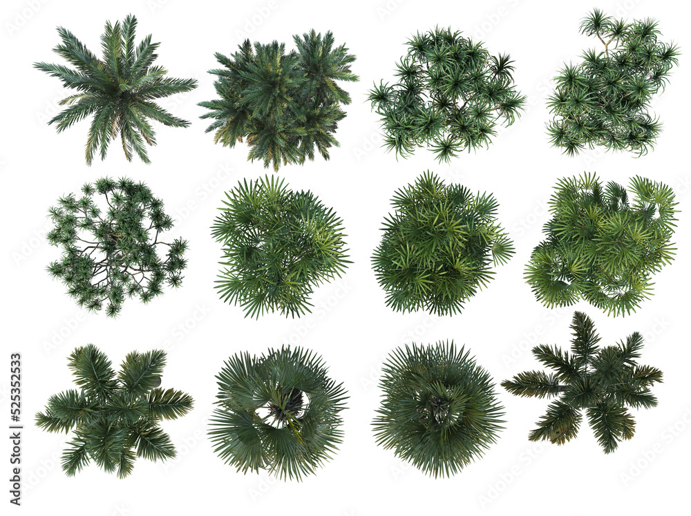 top view Tree on a transparent background
top view Tree on a transparent background