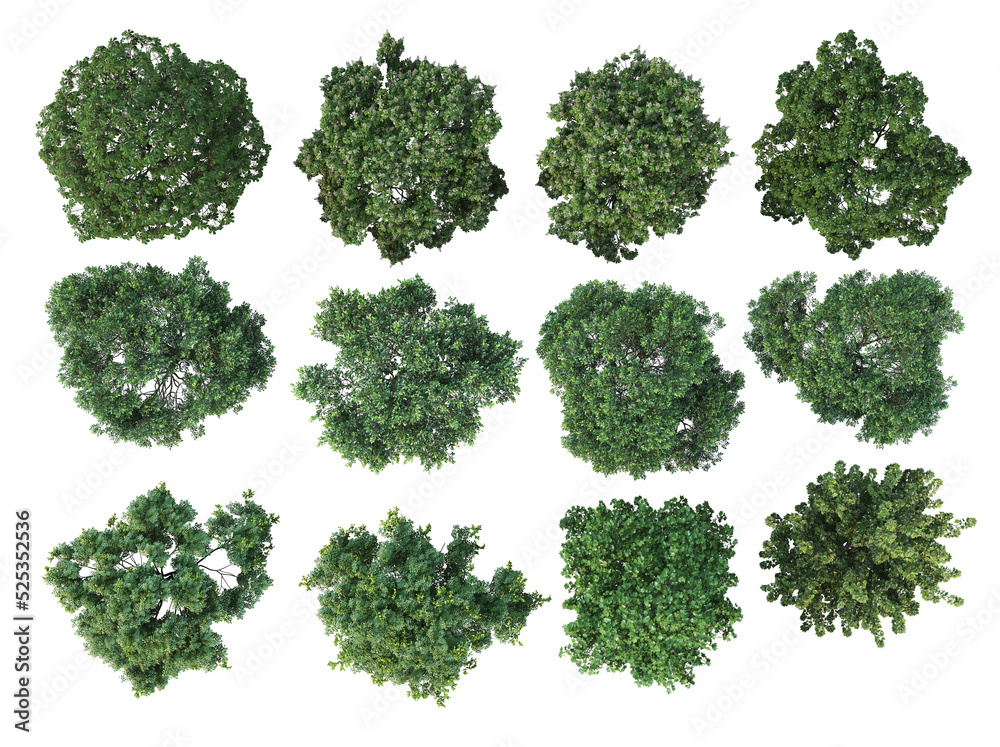 top view Tree on a transparent background
top view Tree on a transparent background