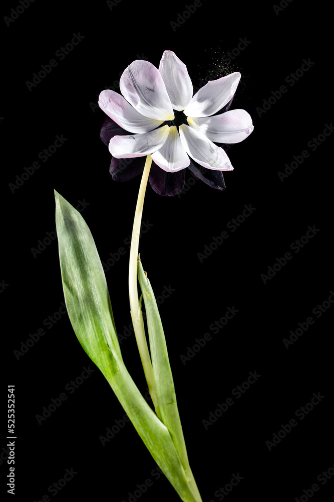 Green stem and bright pink tulip flower petals, isolated on black background. Green stem and bright pink tulip flower petals, isolated on black background.