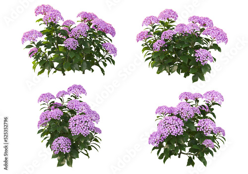Flowers on a transparent background 