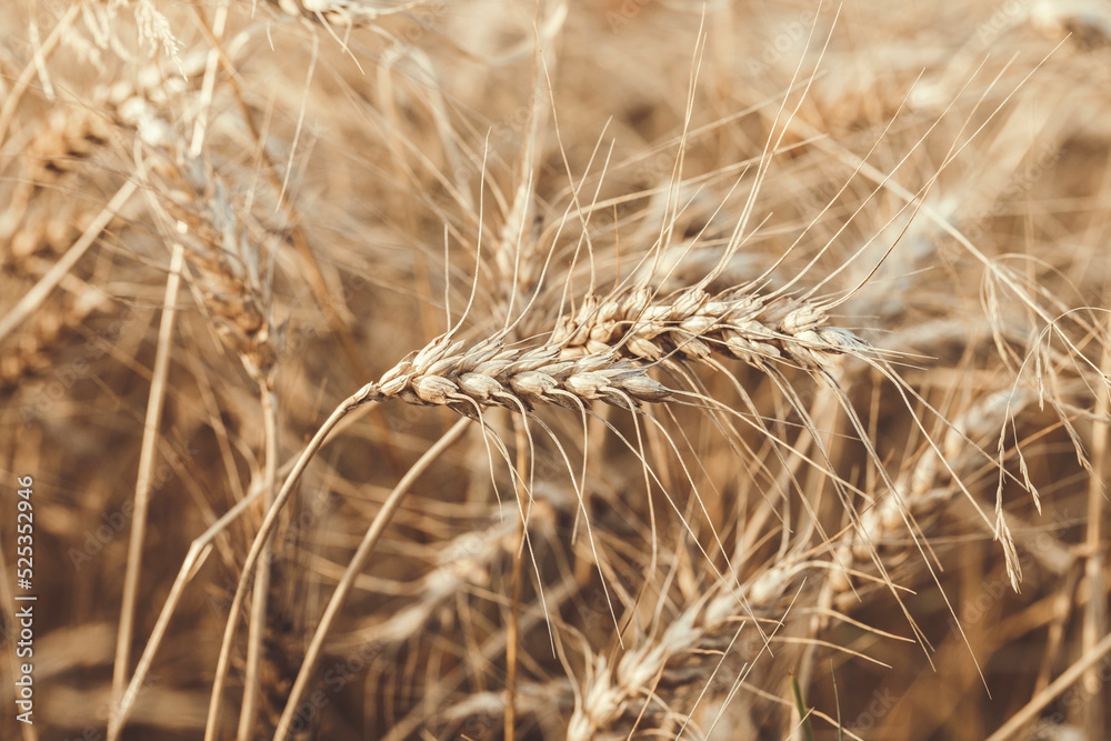 Fototapeta premium Ripe wheat ears in an agricultural field at harvest time