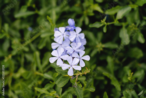 Wallpaper Mural purple flowers in park Torontodigital.ca