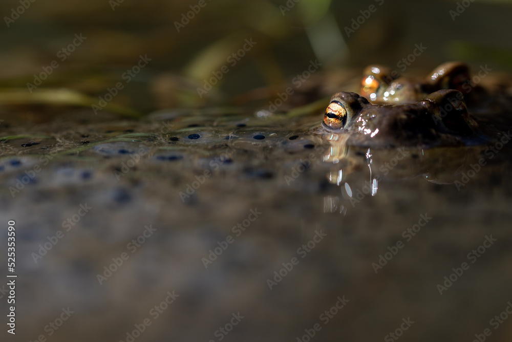 Płazy bezogonowe (Anura), ropucha szara (bufo bufo), środowisko naturalne, złote oczy, dwa kopulujące osobniki (8). Płazy bezogonowe (Anura), ropucha szara (bufo bufo), środowisko naturalne, złote oczy, dwa kopulujące osobniki (8).