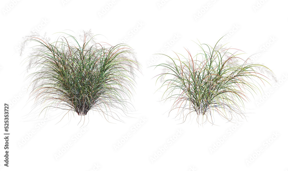 Grass on a transparent background
Grass on a transparent background