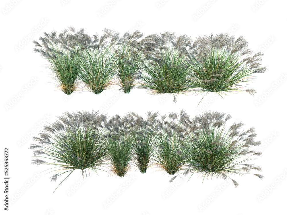 Grass on a transparent background
Grass on a transparent background
