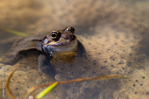 Niebieska żaba moczarowa (rana arvalis), płazy bezogonowe (Anura), żaba w wodzie siedząca na skrzeku (27). 
