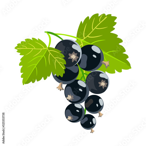 A sprig of black currant with berries and leaves. Vector image on a white background.