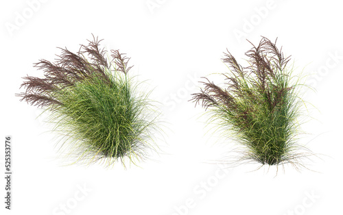 Grass on a transparent background 