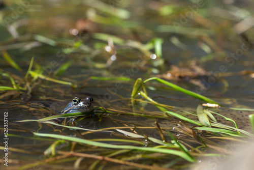 Niebieska żaba moczarowa (rana arvalis), płazy bezogonowe (Anura), żaba w wodzie siedząca na skrzeku (24).
