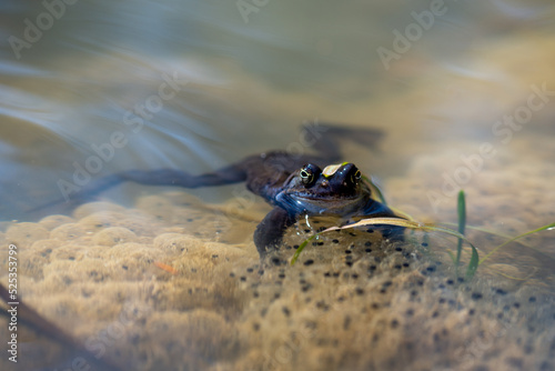 Niebieska żaba moczarowa (rana arvalis), płazy bezogonowe (Anura), żaba w wodzie siedząca na skrzeku (22).
