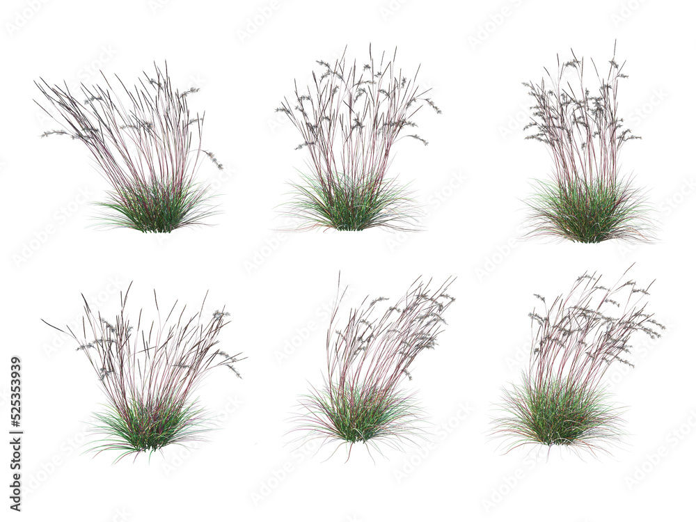 Grass on a transparent background
Grass on a transparent background