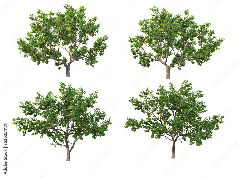 Tree on a transparent background
Tree on a transparent background