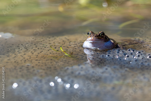 Płazy bezogonowe (Anura), niebieska żaba moczarowa (rana arvalis), skrzek, ostre oko, bokeh (2).