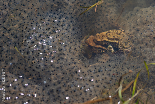 Ropucha szara, ropucha zwyczajna (Bufo bufo), płazy bezogonowe (Anura), dwie żaby siedzące na skrzeku, gruczoły na skórze (2).