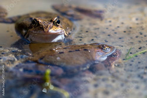 Żaba moczarowa (rana arvalis), płazy bezogonowe (Anura), żaby siedzące na skrzeku (9).