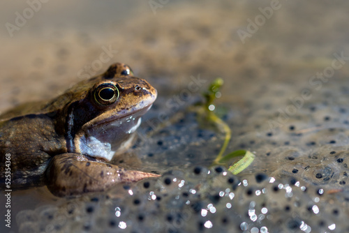 Żaba moczarowa (rana arvalis), płazy bezogonowe (Anura),  żaba siedząca na skrzeku (8). © Grzegorz
