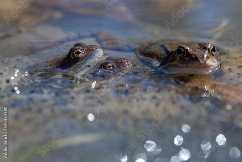 Żaba moczarowa (rana arvalis), płazy bezogonowe (Anura), dwie kopulujące żaby siedzące na skrzeku (6). © Grzegorz