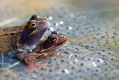 Żaba moczarowa (rana arvalis), płazy bezogonowe (Anura), dwie kopulujące żaby siedzące na skrzeku (2). photo